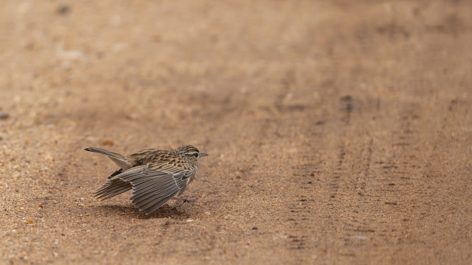 Sabotalerche Sabota Lark Sabotalewerik Calendulauda sabota
